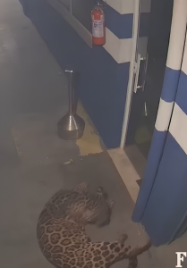 Chegou cedo para trabalhar: Câmera flagra onça-pintada em pátio de empresa