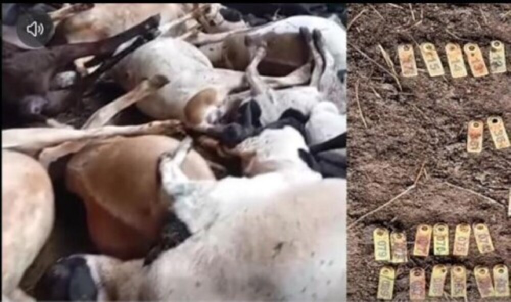 Ataque de onça mata 34 ovelhas em propriedade rural