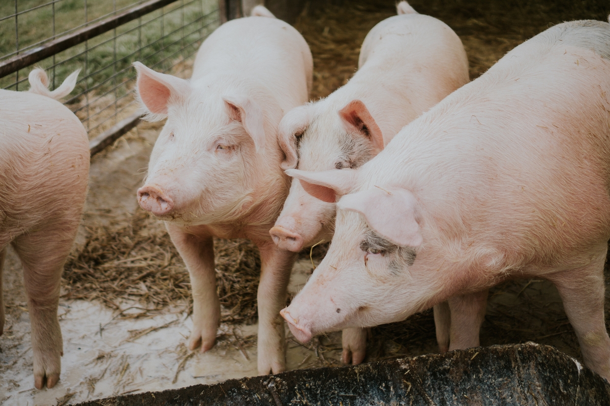 Cotações Agropecuárias:  Carne suína atinge competitividade histórica diante da bovina