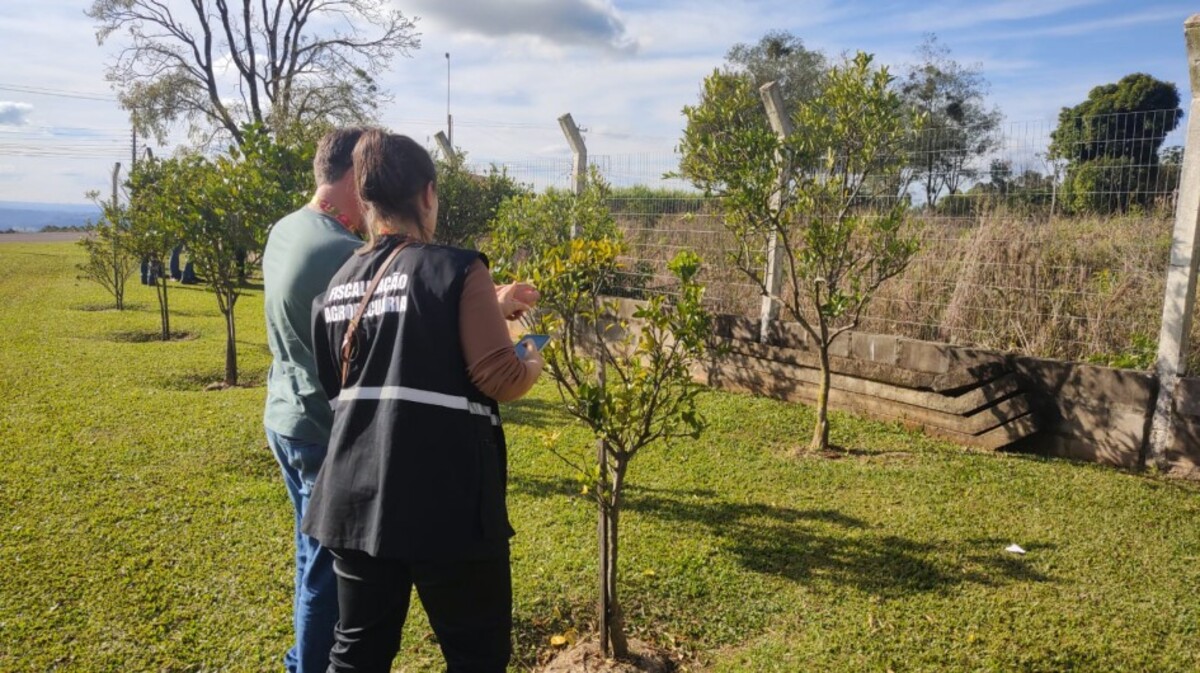 Agricultura erradica foco de greening