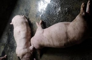 Porcos morrem após raio atingir granja durante temporal