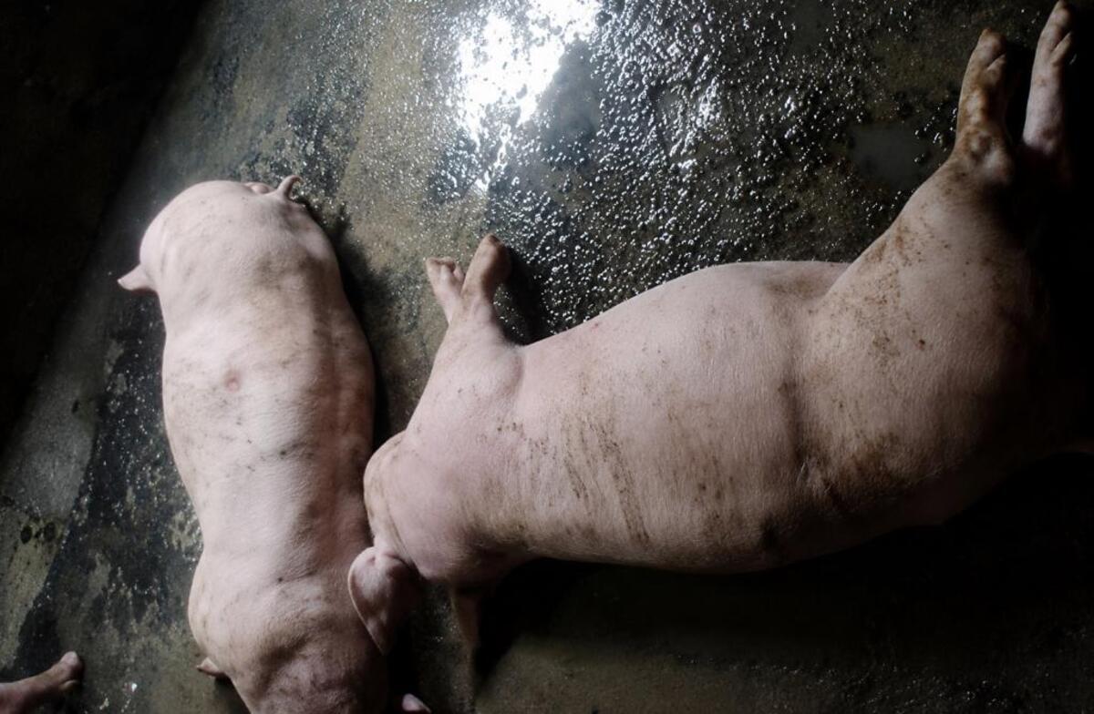 Porcos morrem após raio atingir granja durante temporal