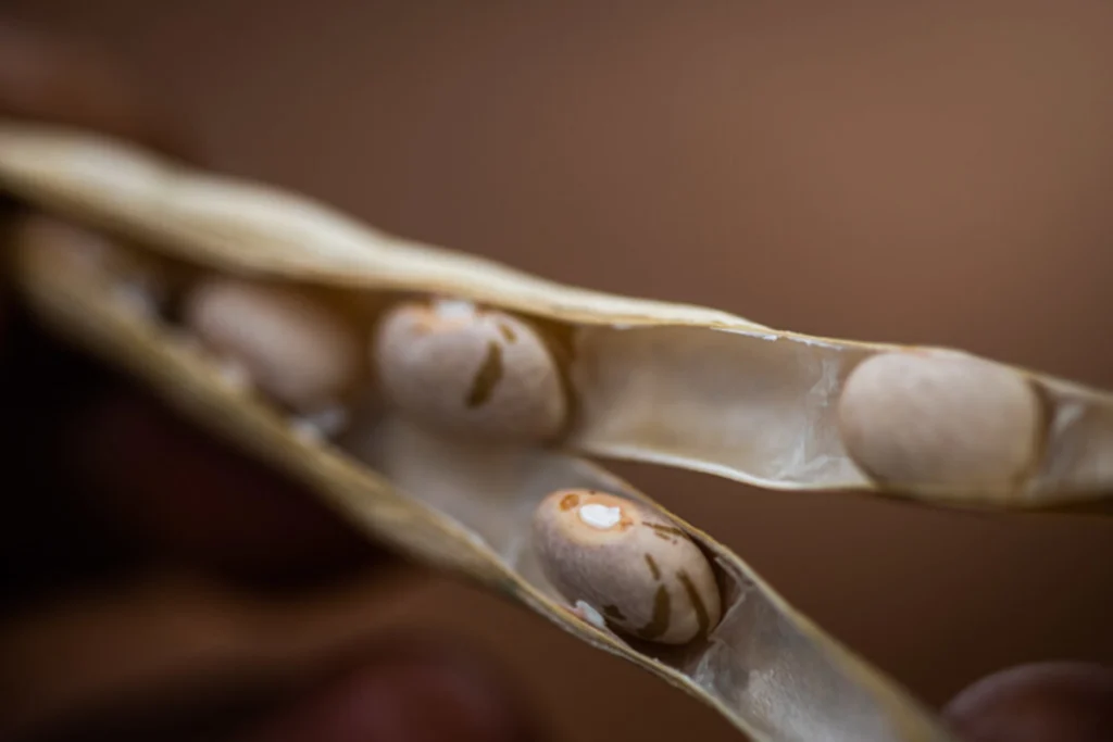 Cotações Agropecuárias: Demanda pressiona preços dos feijões preto e carioca