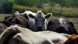 Caso de berne nos EUA coloca pecuaristas em alerta
