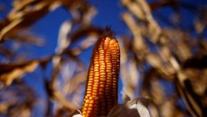 Estados compensam quebra de outros na safrinha de milho