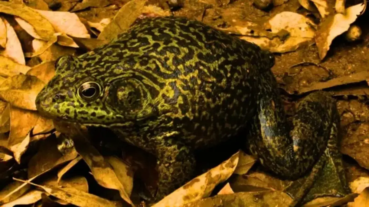 Som de “boi” e apetite voraz: rã invasora se espalha e vira problema ambiental
