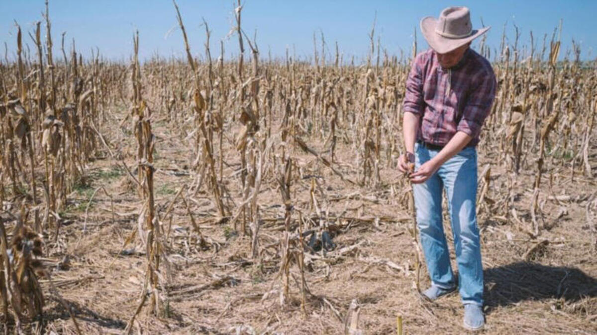 Previsão de safra de trigo de inverno dos EUA é reduzida por seca nas planícies