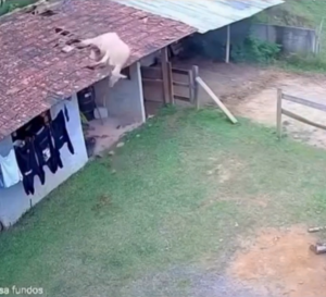 Inusitado: Vaca cai de telhado de casa