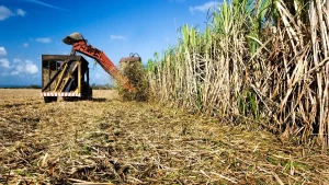 Produção de açúcar recua para 2,2 milhões de toneladas