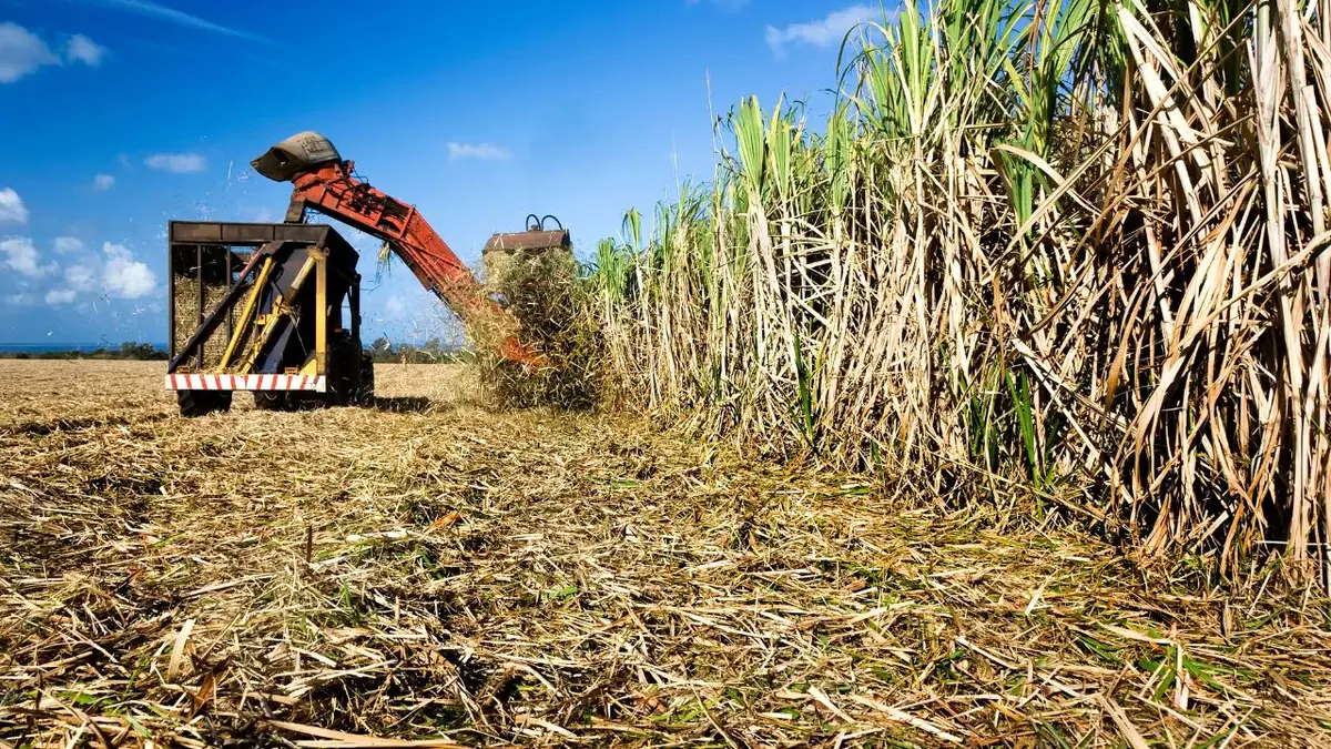 Produção de açúcar recua para 2,2 milhões de toneladas