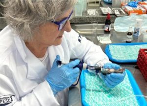 Futuro sustentável da tilapicultura brasileira: Menos antibióticos e mais prevenção
