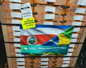 Caqui brasileiro tem primeiro embarque para a Costa Rica