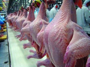 Exportações de carne de peru crescem 23%