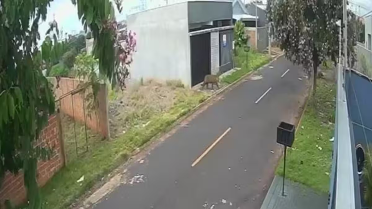 Onça-pintada circula por ruas de cidade