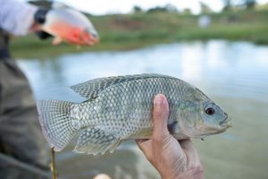Exportações de pescado caem 54% e novo tarifaço preocupa