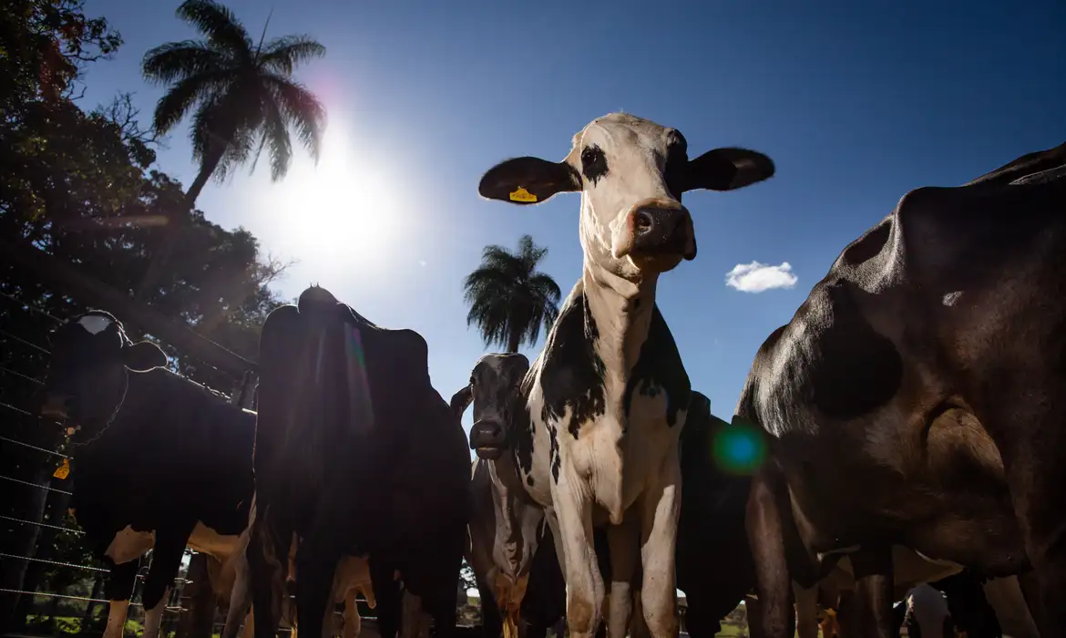 Proibição da importação de carne brasileira pela UE: O que esperar