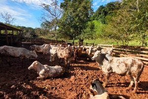 Atualização de rebanhos chega a 67%; prazo encerra em 30 de junho
