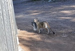Onça-parda é flagrada novamente em comunidade rural