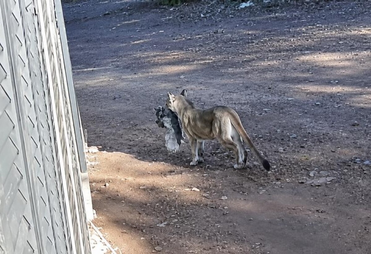 Onça-parda é flagrada novamente em comunidade rural