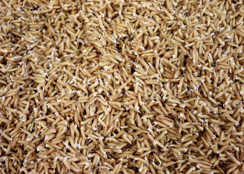Arroz germinado é mais nutritivo segundo pesquisa