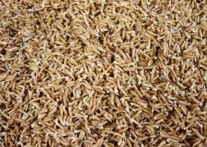 Arroz germinado é mais nutritivo segundo pesquisa