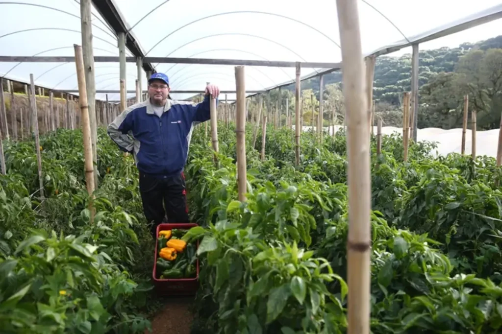 Agricultores enfrentam o frio e garantem frutas doces e hortaliças durante o ano todo