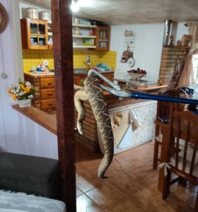 Cascavel é encontrada dentro de casa