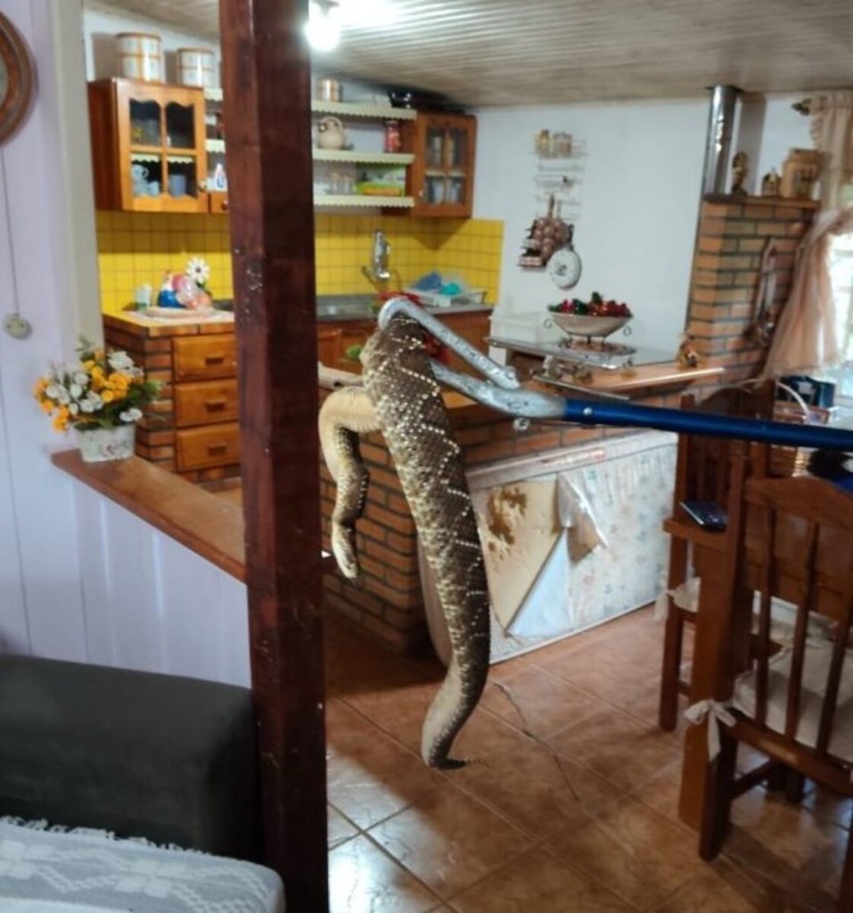Cascavel é encontrada dentro de casa