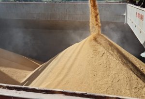 Exportações de arroz aliviam oferta interna