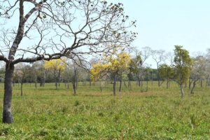 Produtores devem planejar alimentação do rebanho antes da seca