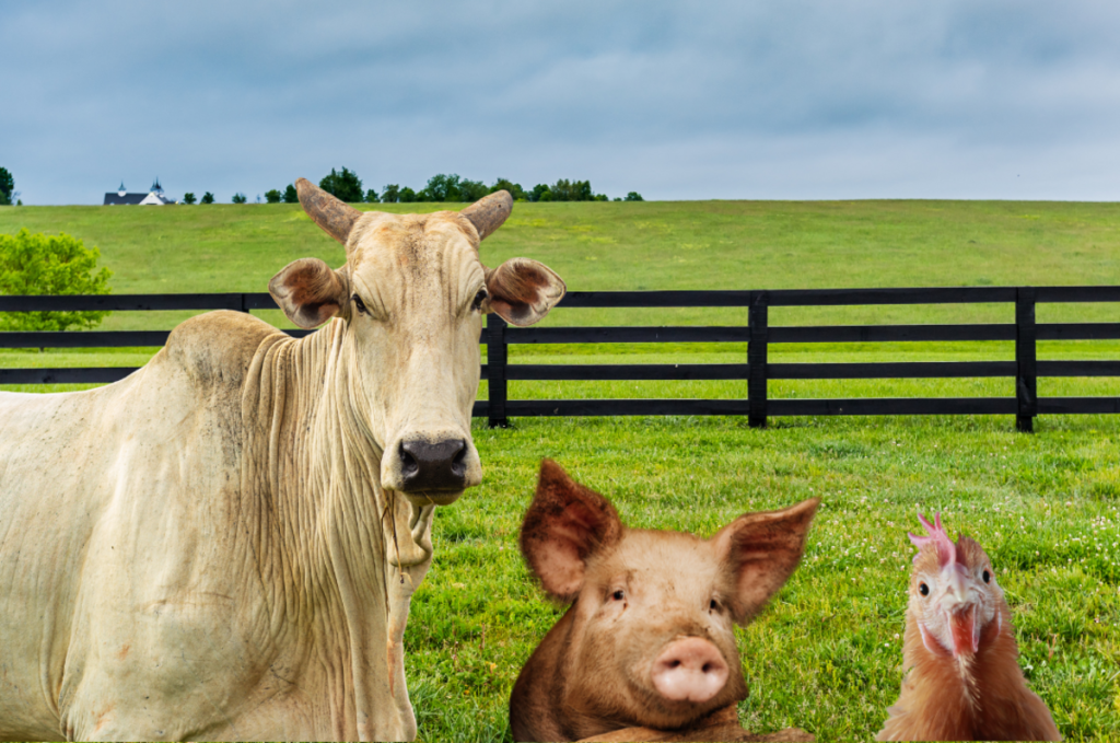 Cotações Agropecuárias: Carnes bovina e suína recuam em julho; frango registra alta