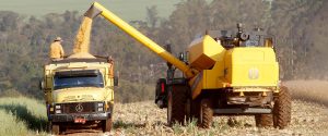 Safra de verão recorde no Paraná alia clima favorável, tecnologia e qualificação no campo