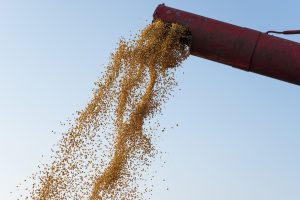 Soja atinge maior preço em 6 meses e área pode chegar a 49,1 milhões de hectares