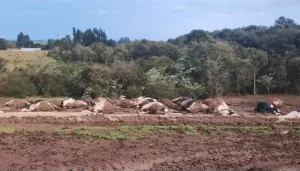 30 vacas morrem eletrocutadas