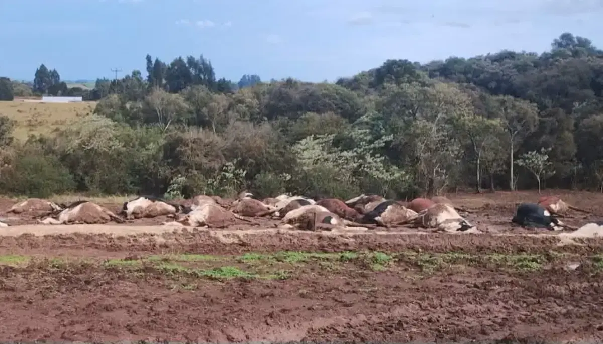 30 vacas morrem eletrocutadas