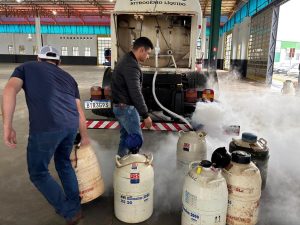 Mutirão recarrega 572,5 litros de nitrogênio líquido para produtores leiteiros