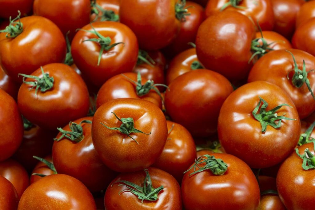 Cotações Agropecuárias: Preços do tomate oscilam nas regiões produtoras