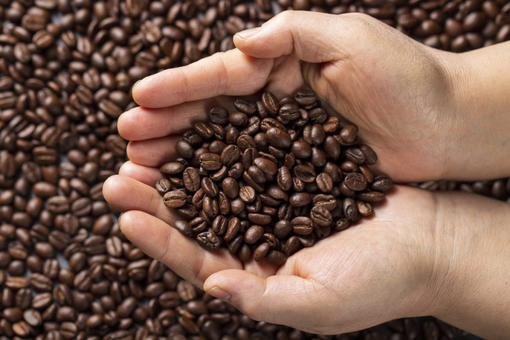 Cotações Agropecuárias: Chuvas durante a colheita prejudicam qualidade dos grãos de café