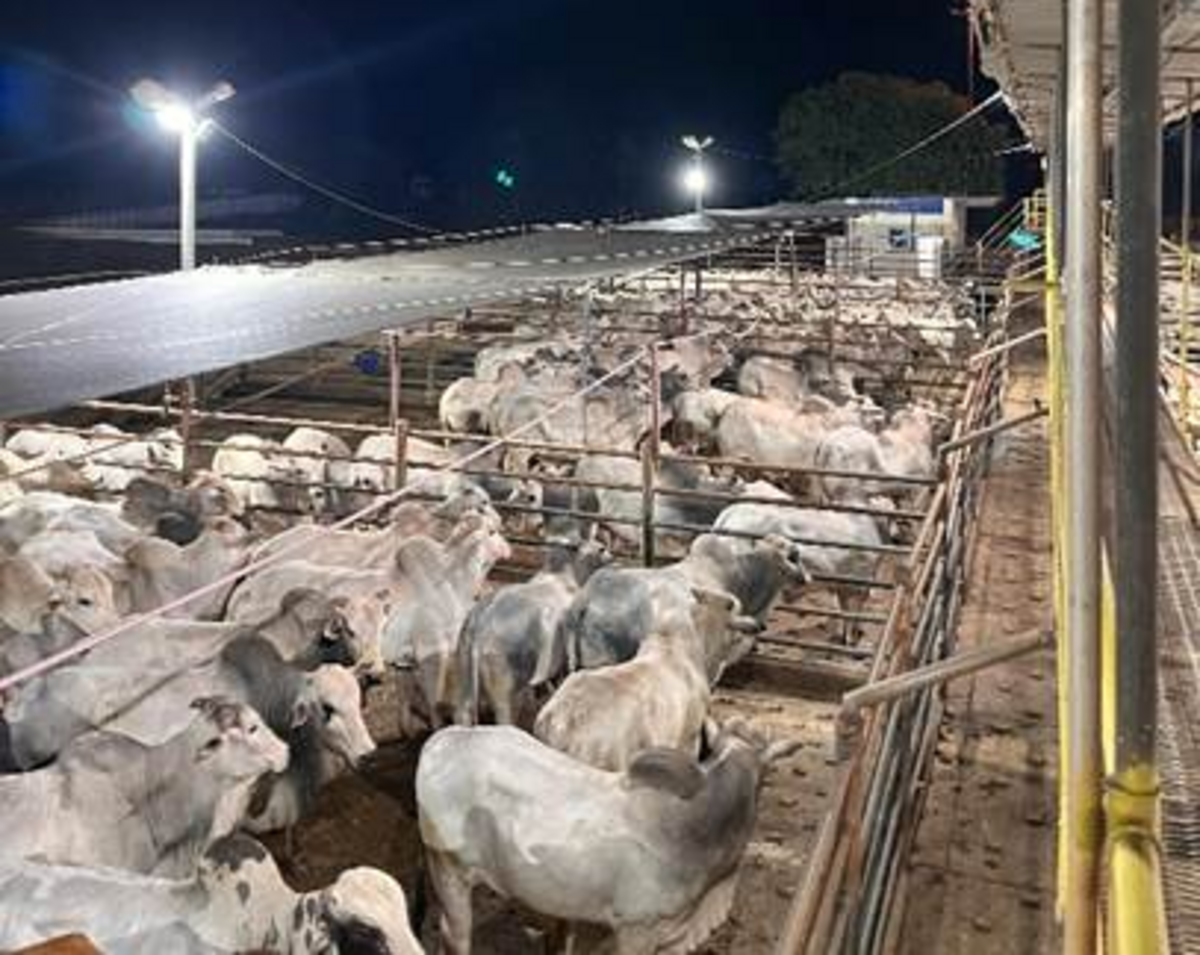 Pecuaristas se manifestam contra exigências da UE