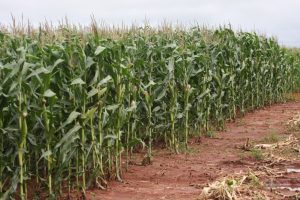 Colheita: Chuva atrasa máquinas e aumenta risco de perdas