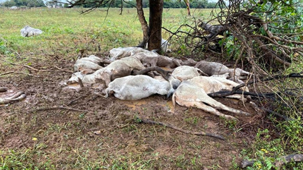 Pecuária brasileira depende de vacinas importadas para evitar morte súbita