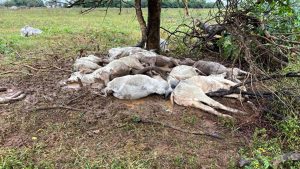 Pecuária brasileira depende de vacinas importadas para evitar morte súbita