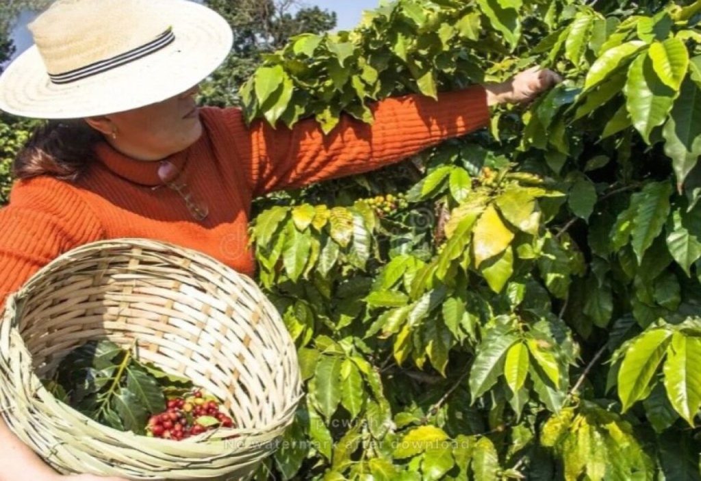 Colheita do café chega a 84% apesar do clima