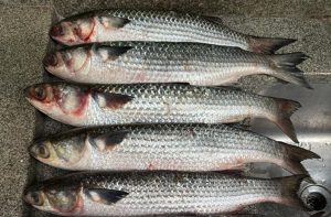 “Impressão digital química” rastreia a origem do pescado