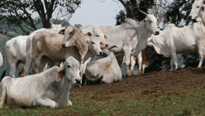 Carne bovina brasileira atinge 90% da cota anual de exportação para a China