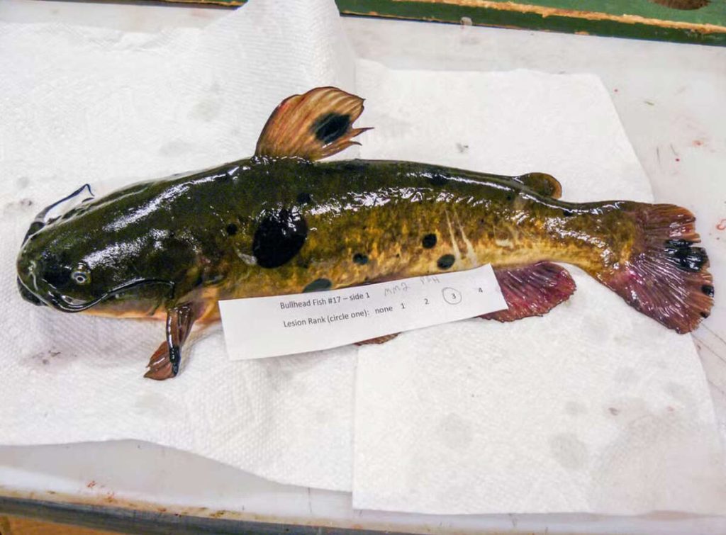 Câncer transmissível em peixes? Entenda!