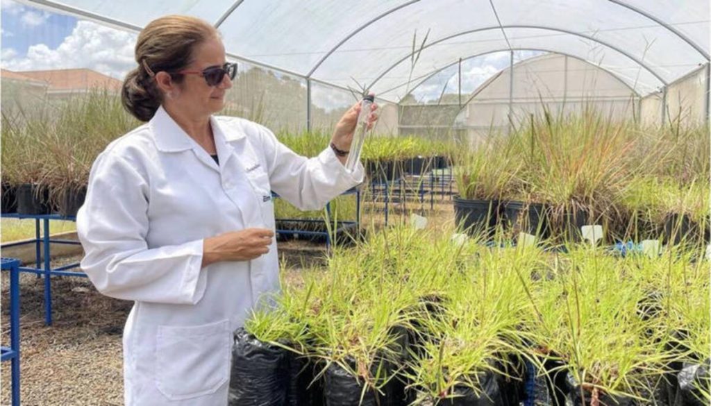 Do campo ao espaço: Brasil lidera projeto científico para fazer vegetais crescerem na Lua e em Marte