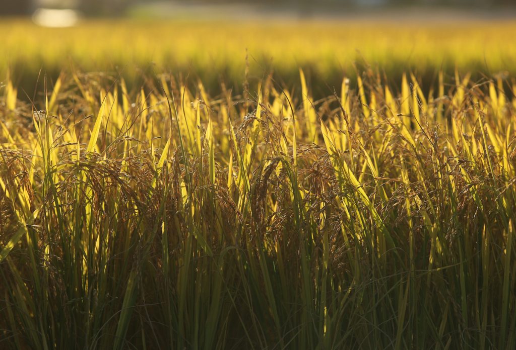 Arrozeiros pedem mudanças na MP 1.376/2026