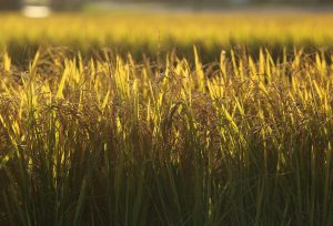 Arrozeiros pedem mudanças na MP 1.376/2026