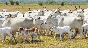 Altas temperaturas nos próximos dias exigem atenção ao manejo dos rebanhos